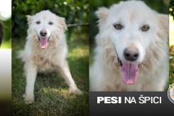 Foto: Dumovec