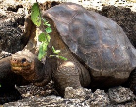 ap_galapagos_lonely_george_dm_120625_wg.jpg