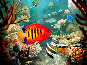fish2.jpg