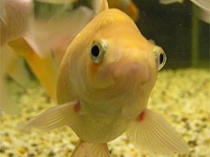 fish3.jpg