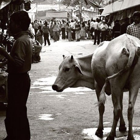 india11.jpg
