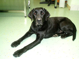 labradorvelika.jpg
