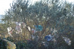 Foto: Karepovac - drugo lice Splita