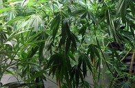 marihuana_trava_kanabis_mk_copy42676.jpg