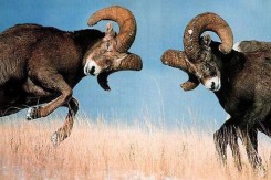easternchrysler.com<span class="_r3 irc_msc"><a data-ved="0CAgQhxxqFQoTCL2gx4zKlscCFQu9FAod4AANjQ" href="https://www.google.hr/search?q=ram+sheep+battle&amp;amp;biw=1600&amp;amp;bih=762&amp;amp;tbm=isch&amp;amp;tbs=simg:CAQSEgkDAxThPGjTvCGXnpnr6El6Fg" class="irc_hl irc_msl i3591" data-i="1" data-noload=""><span class="irc_idim"></span></a></span>