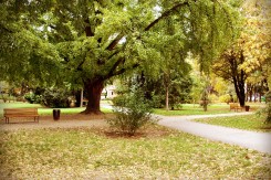 Park na Trgu Petra Krešimira IV. je zaštićeni spomenik parkovne arhitekture (Foto: R.F.)