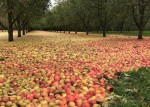 Foto: Tert.am