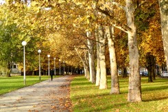 Drvored u ulici Prisavlje. (Foto: Suzana Dobrić Žaja)