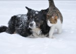 Foto: Prijatelji životinja
