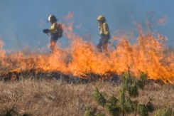firefighter_807379_960_720_copy14177.jpg
