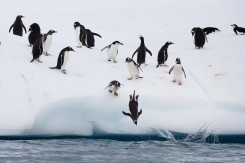 Foto: C. Aslund, Greenpeace