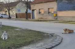 Foto:&amp;nbsp;Mreža za zaštitu životinja