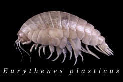 1_eurythenes_plasticus_2200x1238.jpg