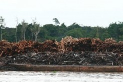 amazona_drvo_copy21498.jpg