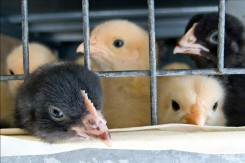 Foto: Prijatelji životinja