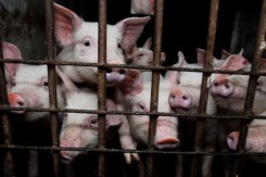 Foto: Prijatelji životinja