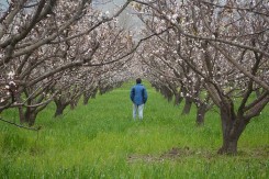 Stabla breskve u Pakistanu (Foto: Junaid Ali)