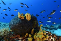 Foto. G. Rigoutsis, WWF