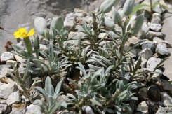 Velebitska degenija (Wikipedia)