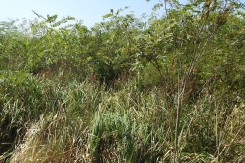 Čivitnjača na travnjaku visokih šaševa