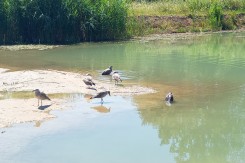 Foto:&amp;nbsp;Manuel Jacmenović