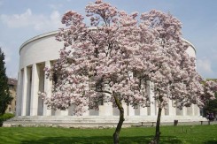 magnolija_02_copy52282.jpg