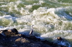 sava11_mk_copy53727.jpg